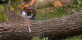 Professional Tree Removal Services in Glen Head, NY