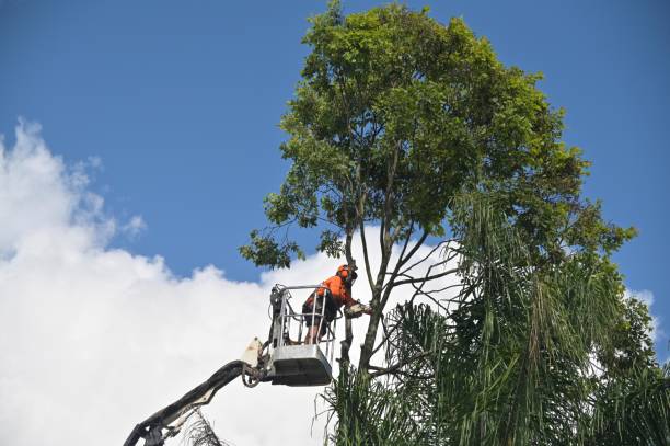 Best Leaf Removal  in Glen Head, NY