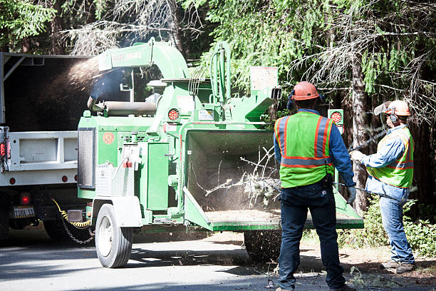  Glen Head, NY Tree Removal Services Pros